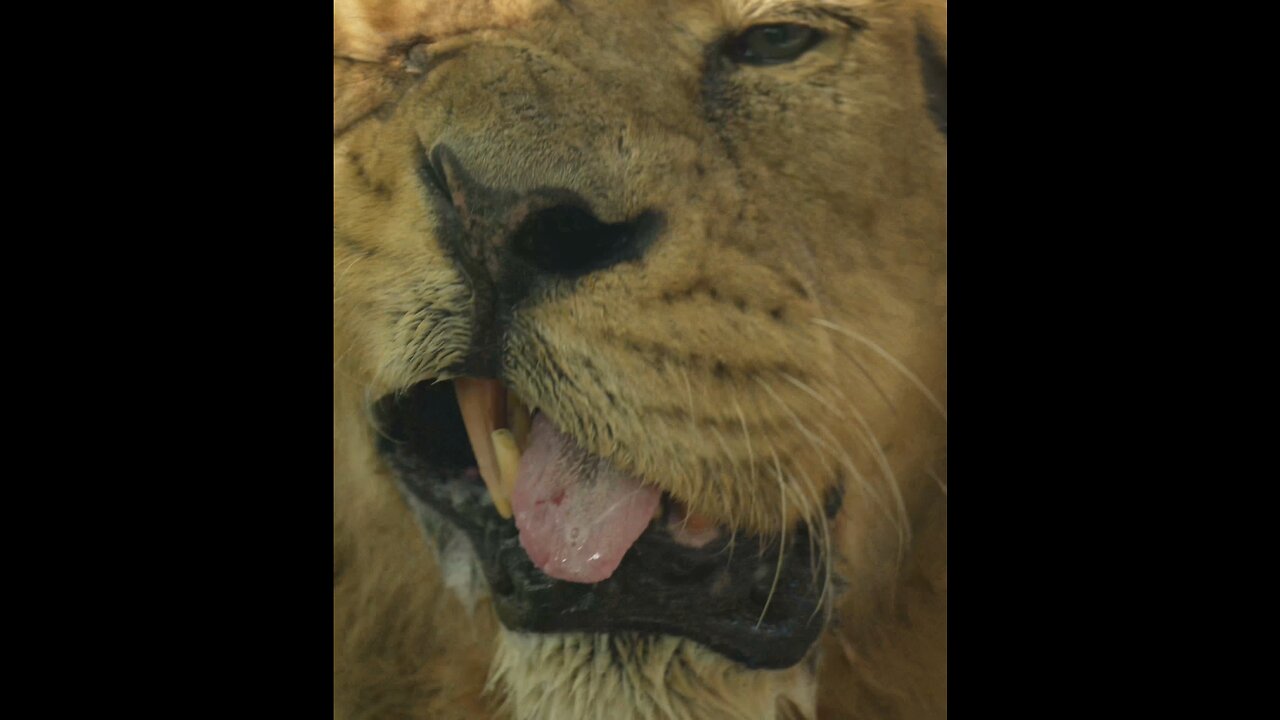 Lion's Hilarious Sneeze Face