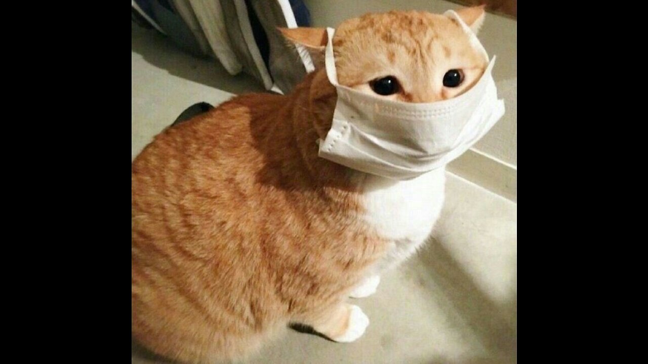 concentrated kitten