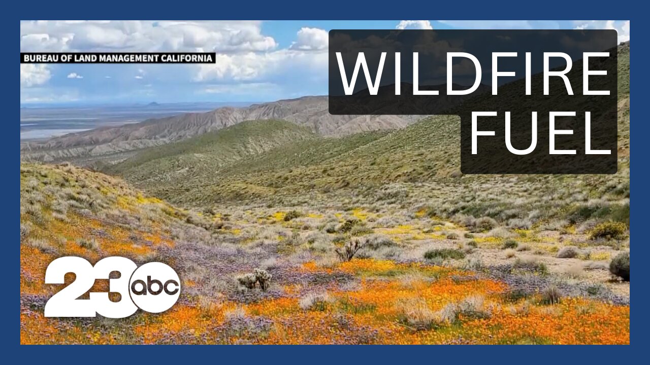 Central Valley wildflowers fuel wildfire threat