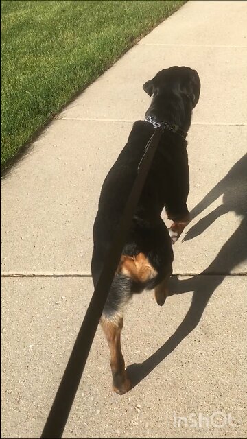 Bear man sniffing out Hunter Biden’s Coke