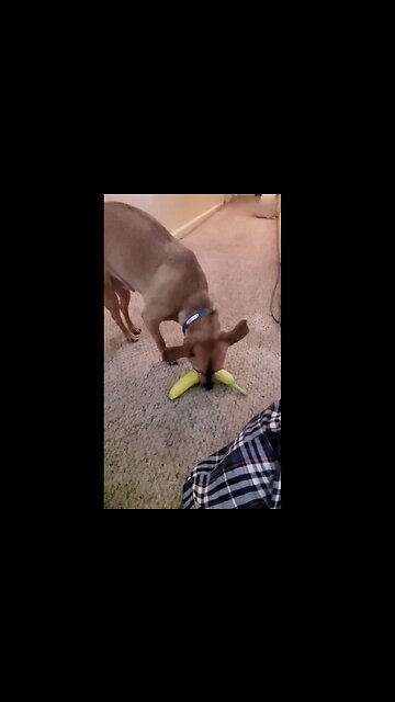 Bluto the Chihuahua Peels A Banana