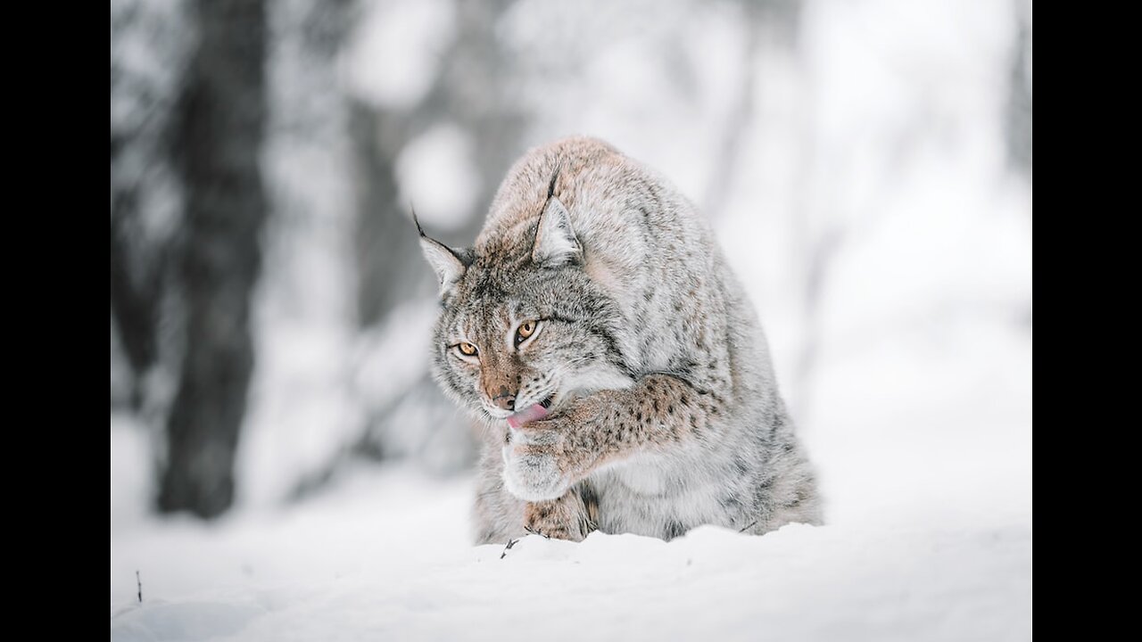 Wildlife Enthusiast's Guide to Afghanistan