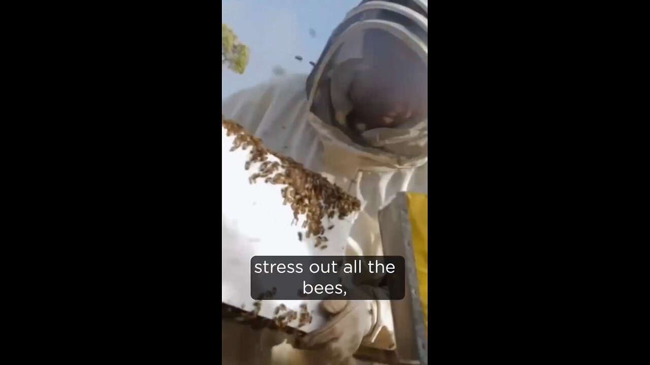 Documentary: Honeycomb Beehive System