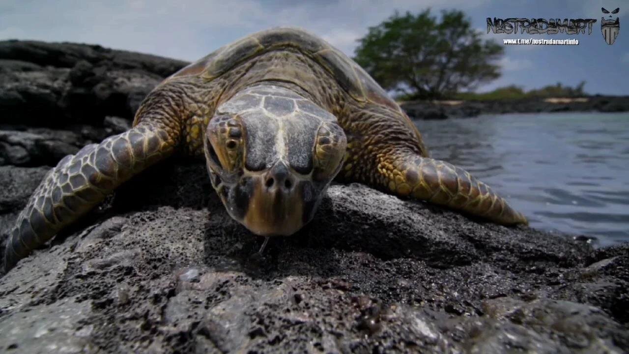 Intermède animalière Maui