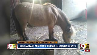 Dogs attack, kill miniature horses in Butler County