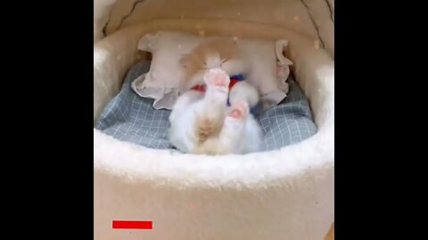 cute cat videos 😹 funny videos 😂1743