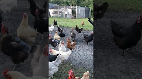 Happy #chickens #chickenshorts