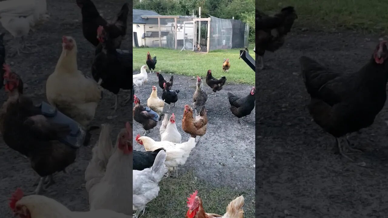 Happy #chickens #chickenshorts