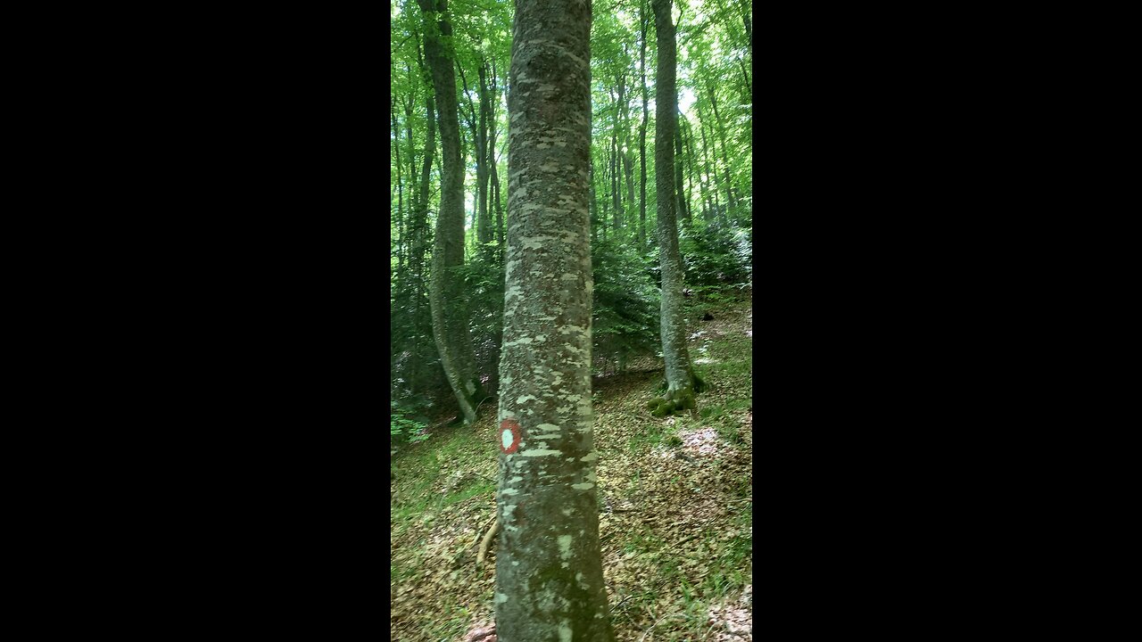 Deep Into a Beech Forest