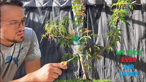 BONSAI! My first air layer & some young maples.