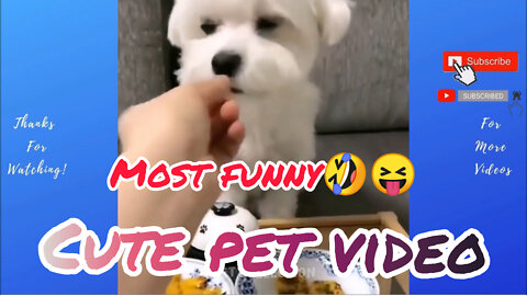 Cute and funny Pet Video🥰 Dog related video