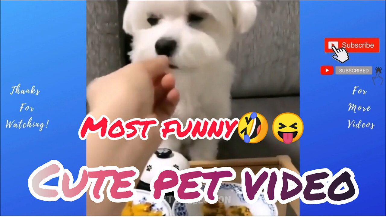 Cute and funny Pet Videoš„° Dog related video