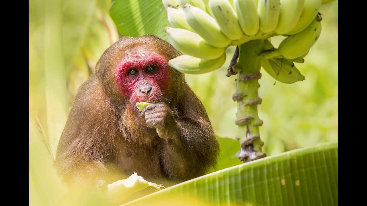 Moments while feeding the monkeys