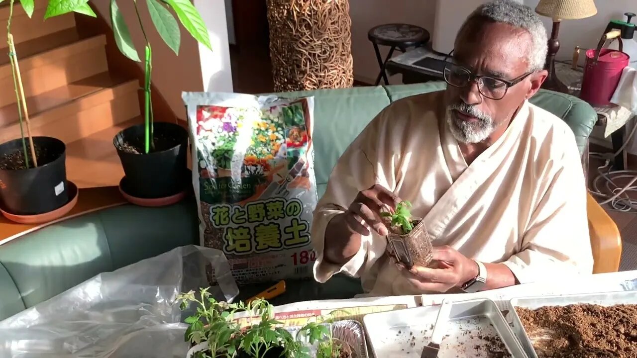 Day 29: Transplanting Butternut, Tomatoes & Cucumbers