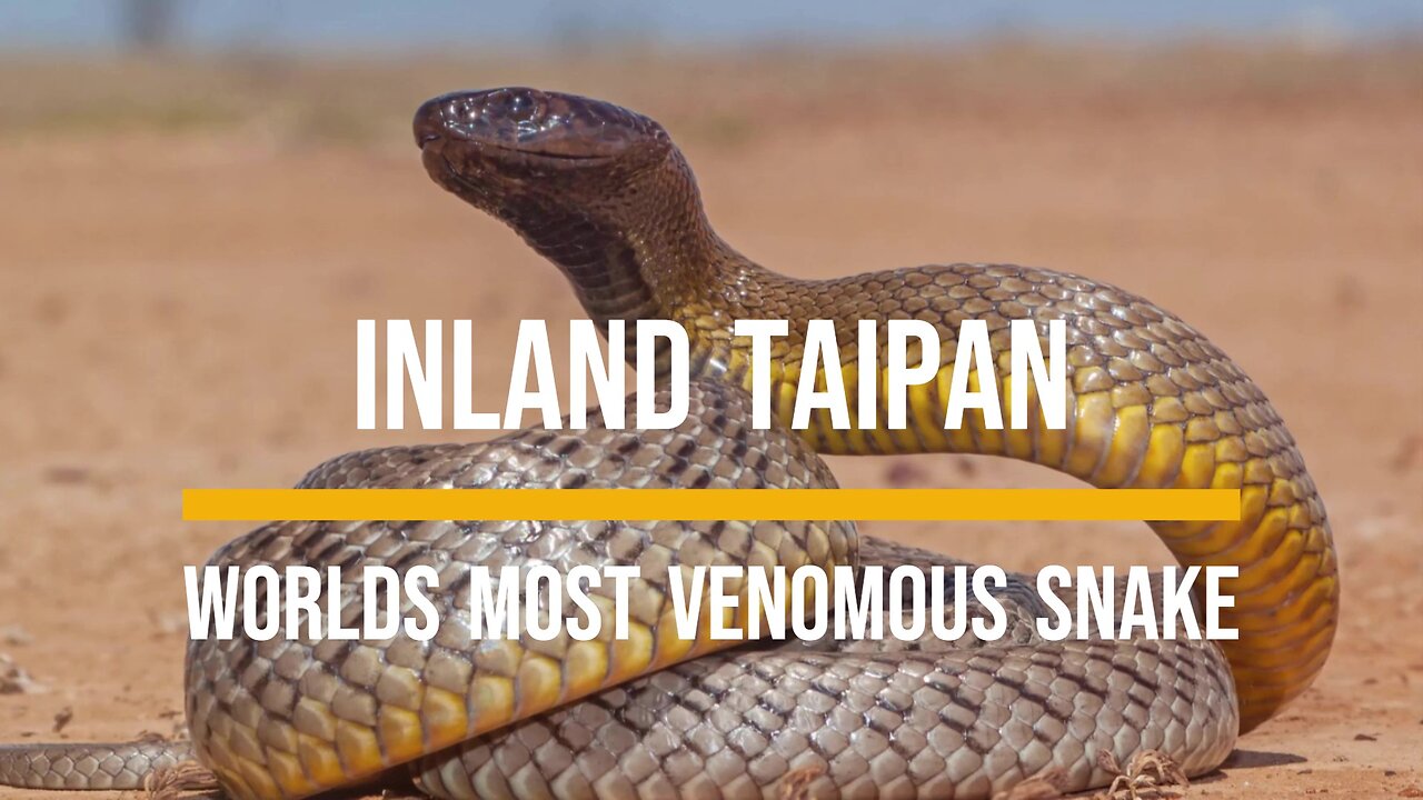 Worlds most Venomous Snake