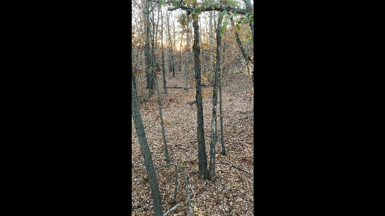 Same buck, different day