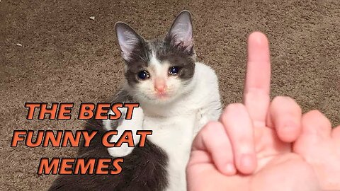BEST CAT MEMES OF COMPILATION 2020 FUNNY CATS | Подборка приколов с кошками