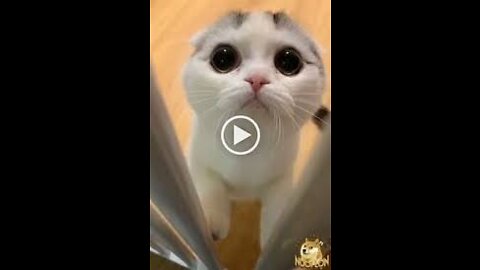 Funny And Cute Cat'S Life (Part 1) Cats And Owners Are The Best Friends Videos