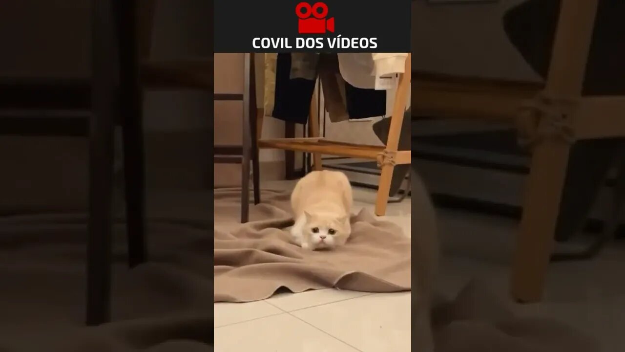 O GATO A JATO NA VIDA REAL