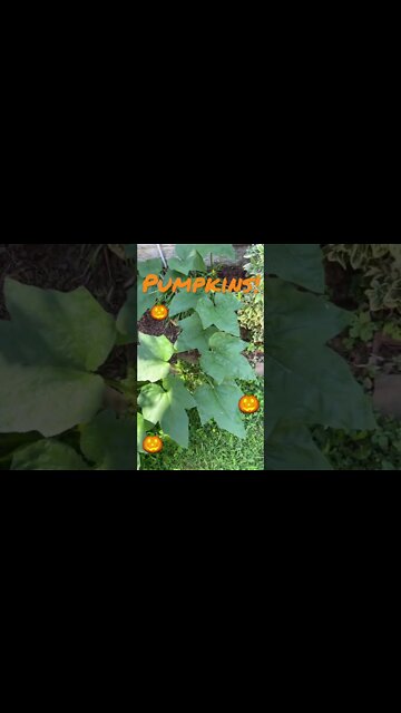 Last year’s #JackOLantern is this years #Pumpkin Patch! #Gardening #Shorts #ShortsVideo