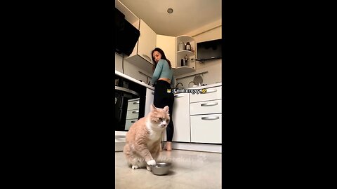 Funny cats Compilation Enjoy