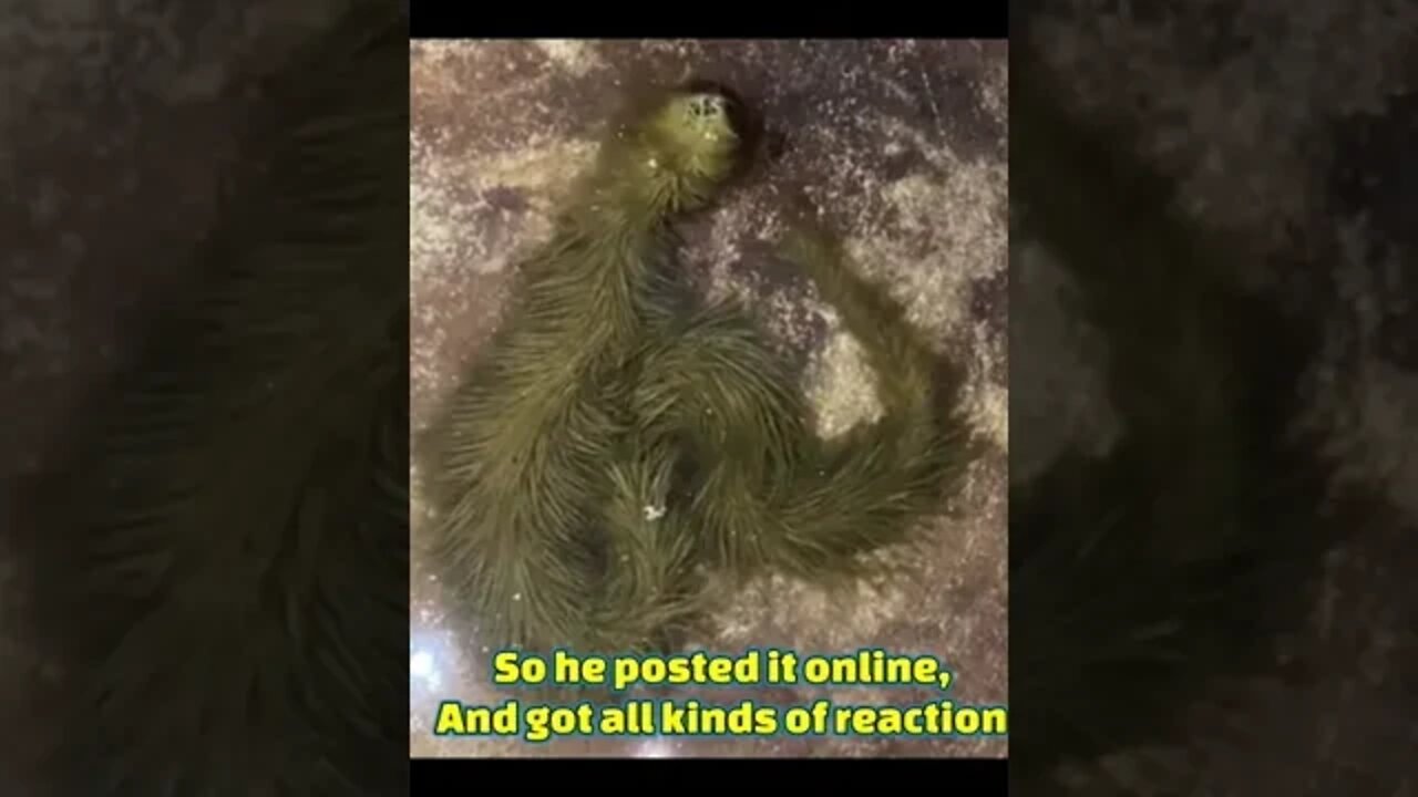 Creature found in Thailand!!What is it!? #fyp #shorys #nightgod