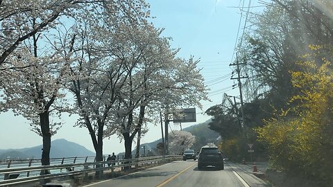 Namyangju Cherry Blossom Road