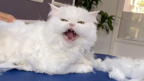 OMG!!! I CUT MY HAIR! 😱 bathing and grooming angry cat❤️🐱