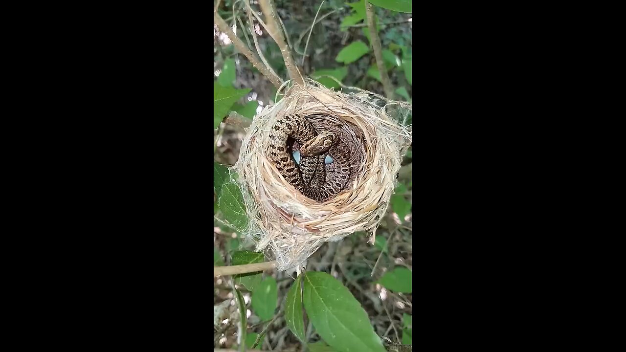 Snake on bird nest