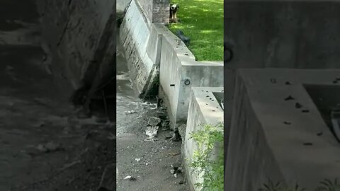 Nope…I’m taking the stairs.😳😜🐥🦢