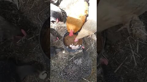 Rooster excited to signal that there are good snacks for his ladies.