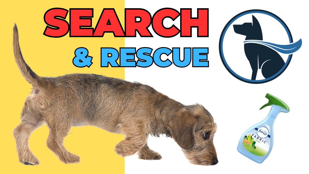 What Makes a Good Search & Rescue Dog & Is Air Spray Around Your Dog Safe? — 028: Q&A/Dog Talk