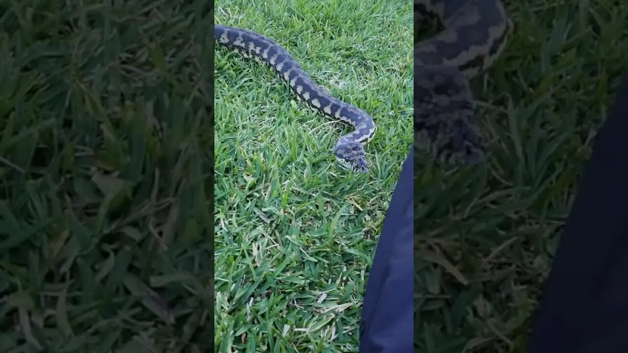 Henry patrolling the yard 🐍