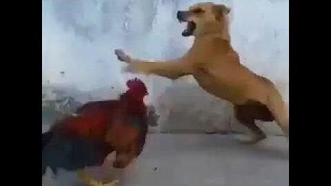 Wrestling will not be repeated between a dog and a rooster