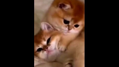 cute_small_pet_kitty_piu_piu_💞👌