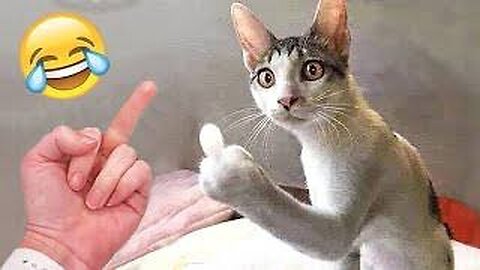 Funny Dogs And Cats Videos 2024 😅 - Best Funniest Animal Videos