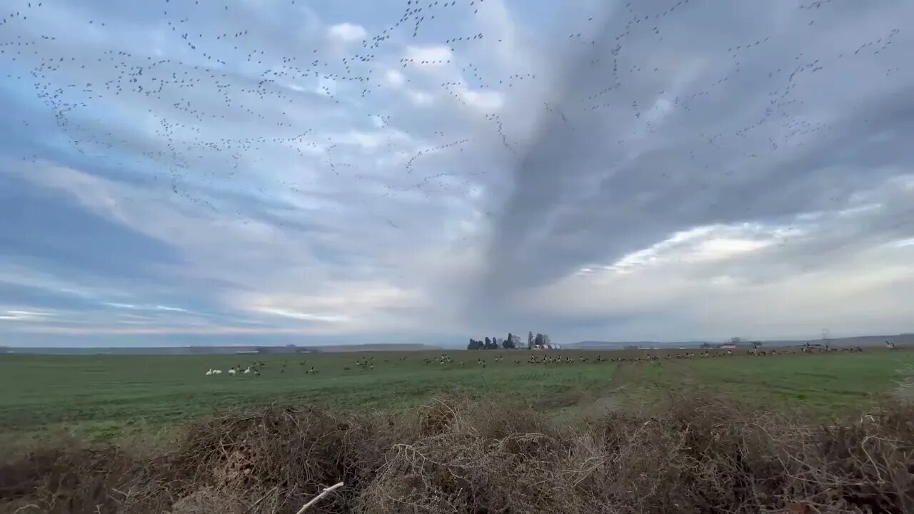 EPIC SNOW GOOSE HUNT!!!-9