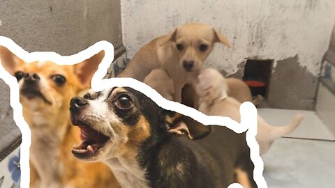 Mother Dog Barking To Stranger Protecting Her Cute Puppies
