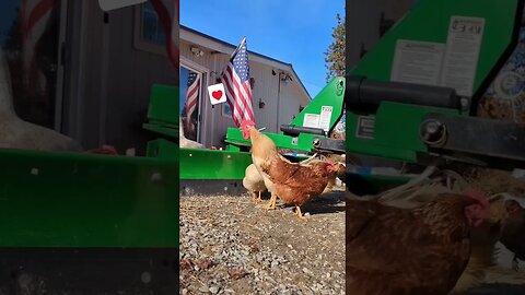 #rooster #shorts