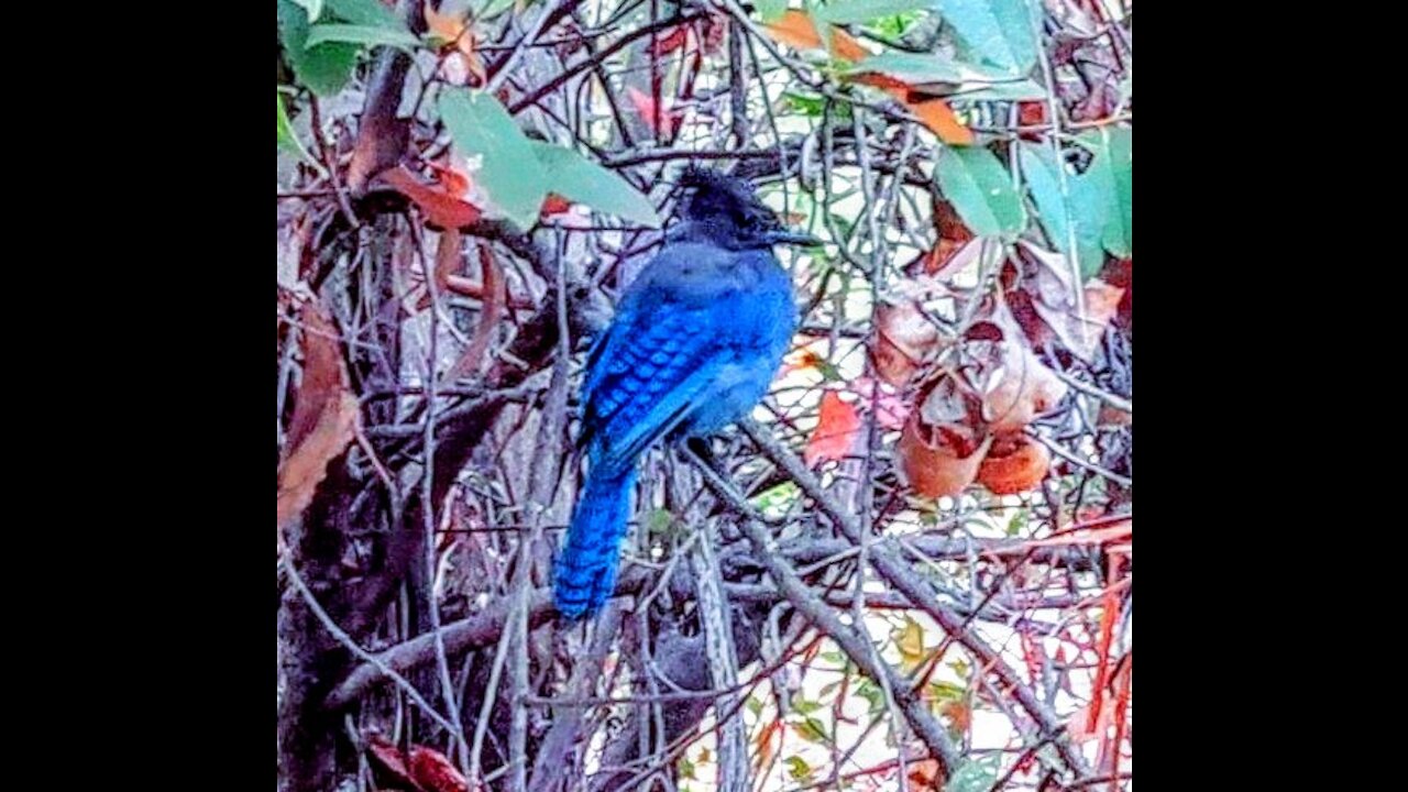 Blue Show Birds