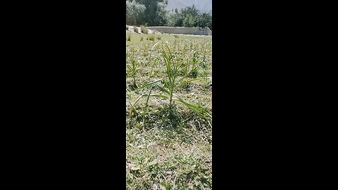 Garlic field