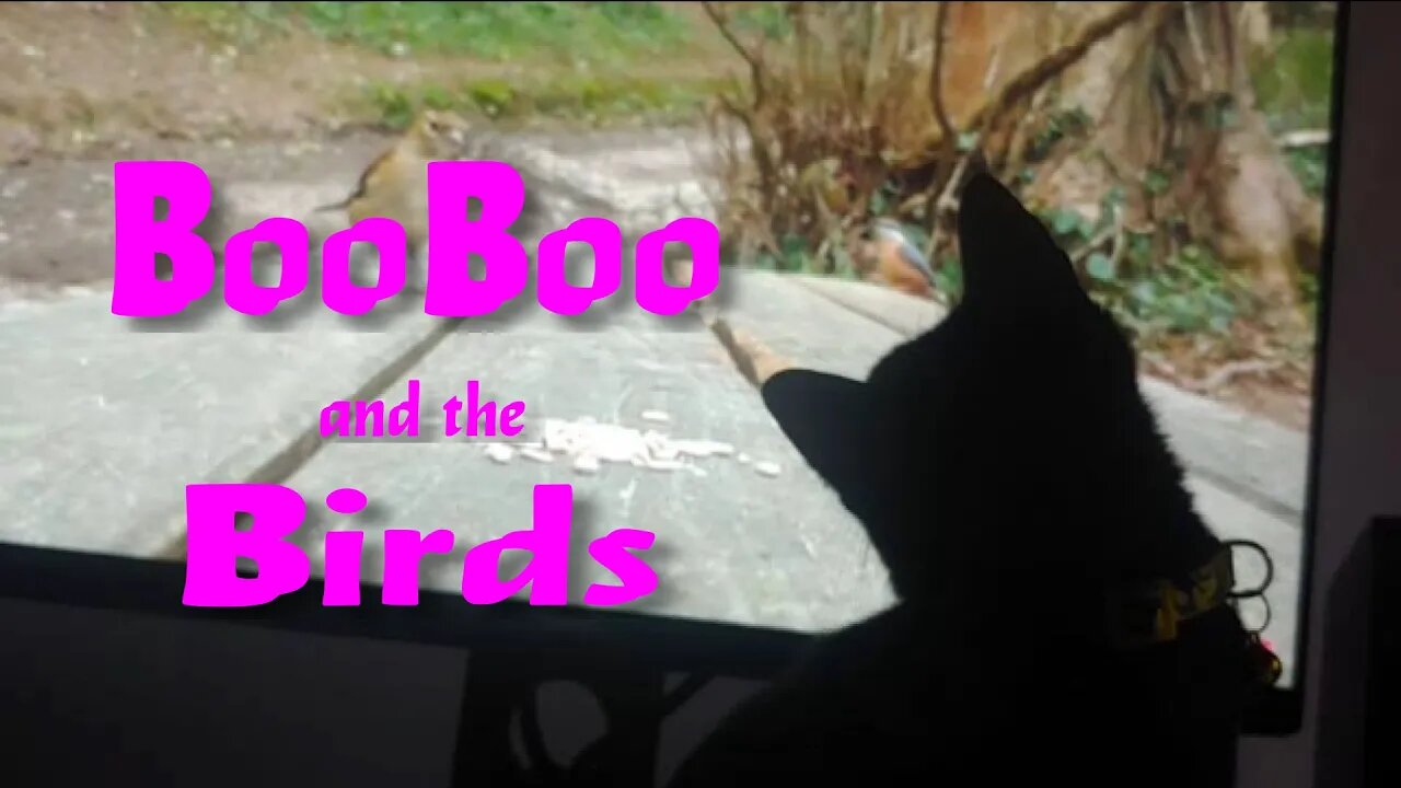 BooBoo and the Birds (Cat's Life)