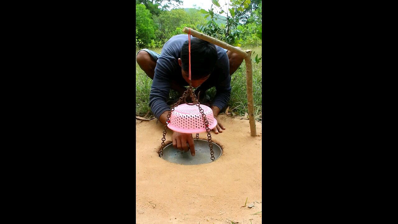 unique diy bird trap