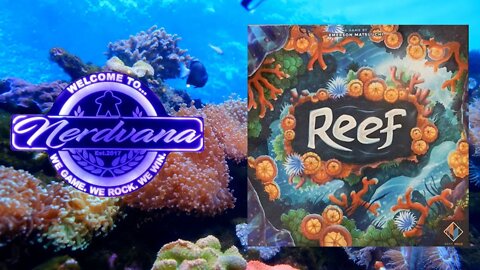 Reef Board Game Review