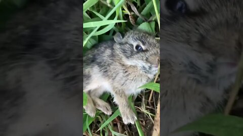 Saving baby bunnies