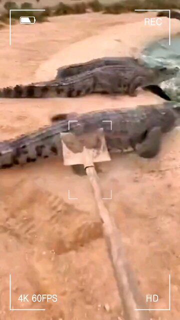 🐊 When all the gators jump to the swamp but one gets a bonk! 😂 #GatorFails #SwampLife #BonkMoment