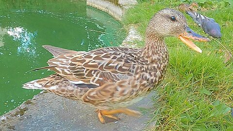 Mrs. Gadwall Duck is Having Trouble with Pigeons