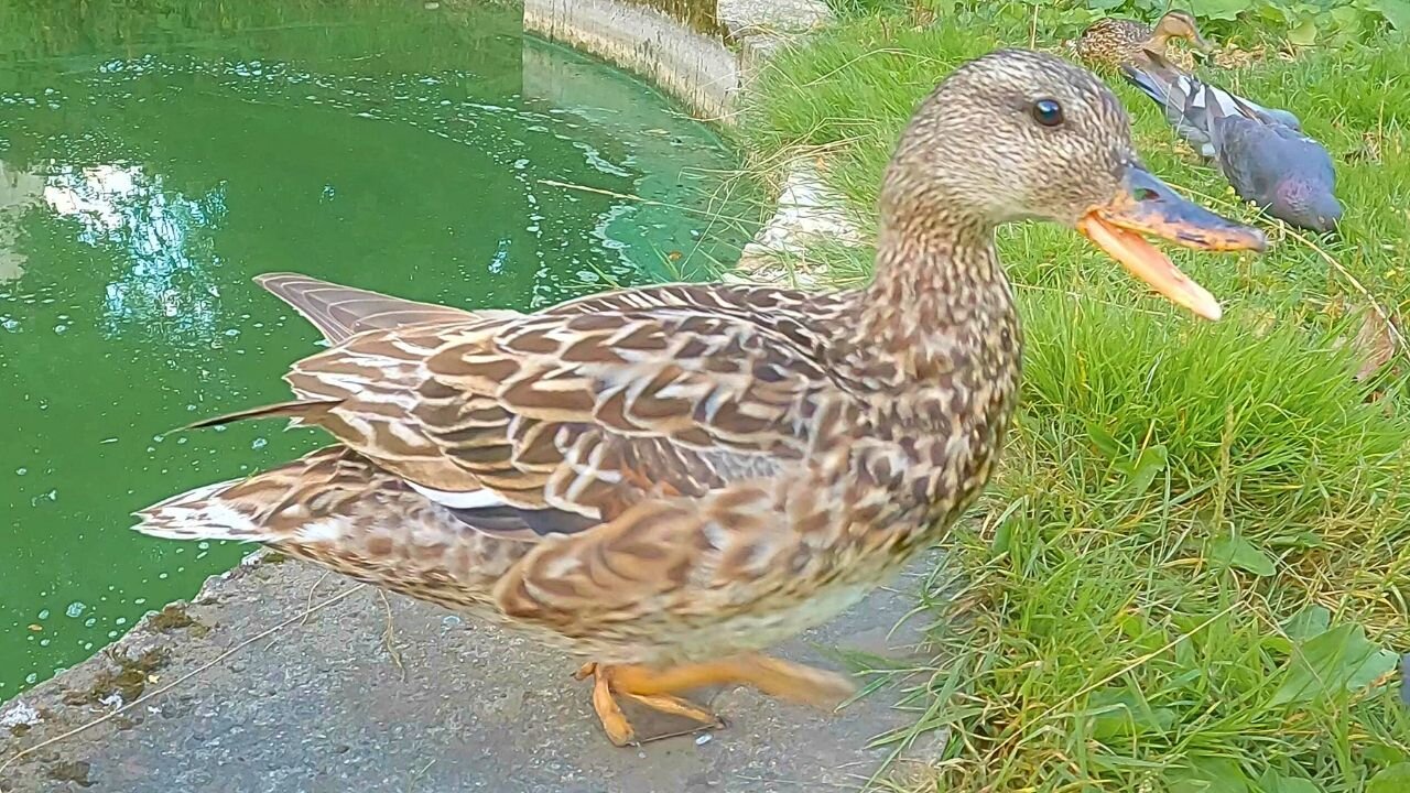 Mrs. Gadwall Duck is Having Trouble with Pigeons