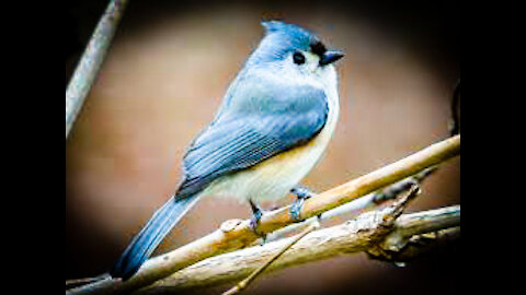 Tufted Titmouse in your face.