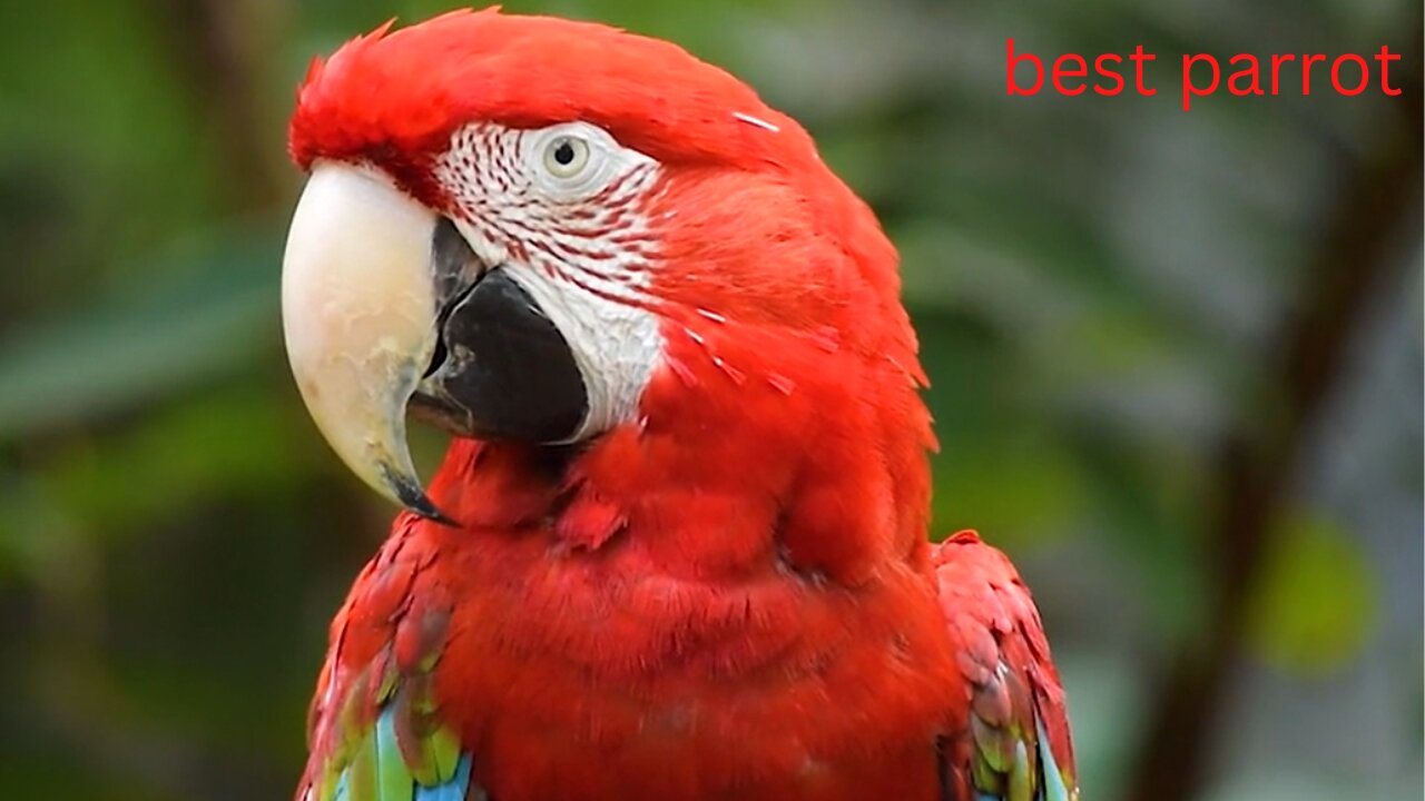 bird parrot nature animal colorful fauna macaw